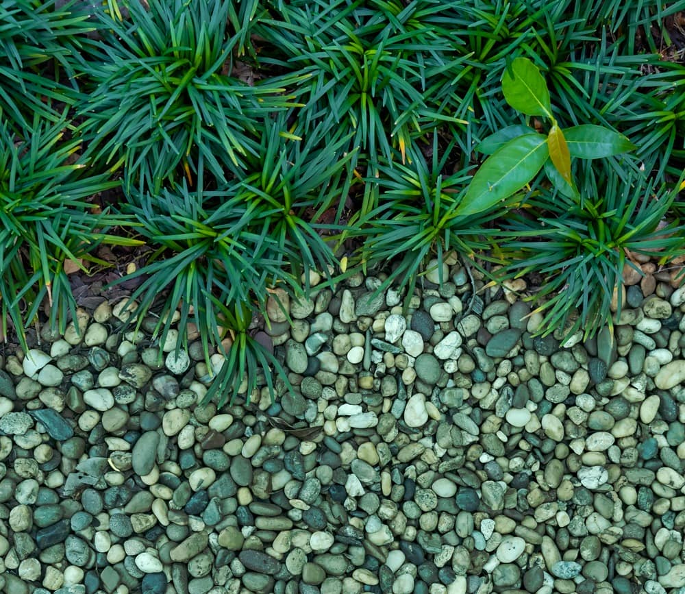 Układ ogrodu zen z zieloną, kolczastą trawą pokrywającą górną połowę i małymi, gładkimi Otoczakami GREEN DREAM S (10/20 mm) – 500 kg od Polish Green wypełniającymi dolną połowę. Po prawej stronie wśród trawy znajduje się pojedyncza roślina z jasnozielonymi liśćmi.